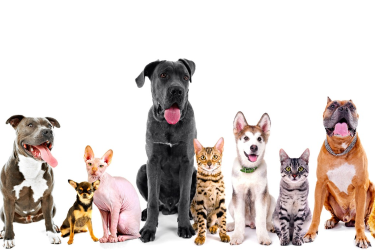 Happy Town Pets hero banner